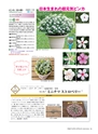 M&B FLORA Vol.24