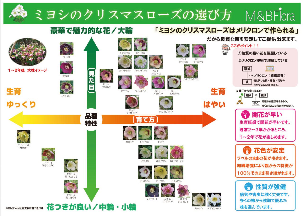 ミヨシのクリスマスローズの選び方