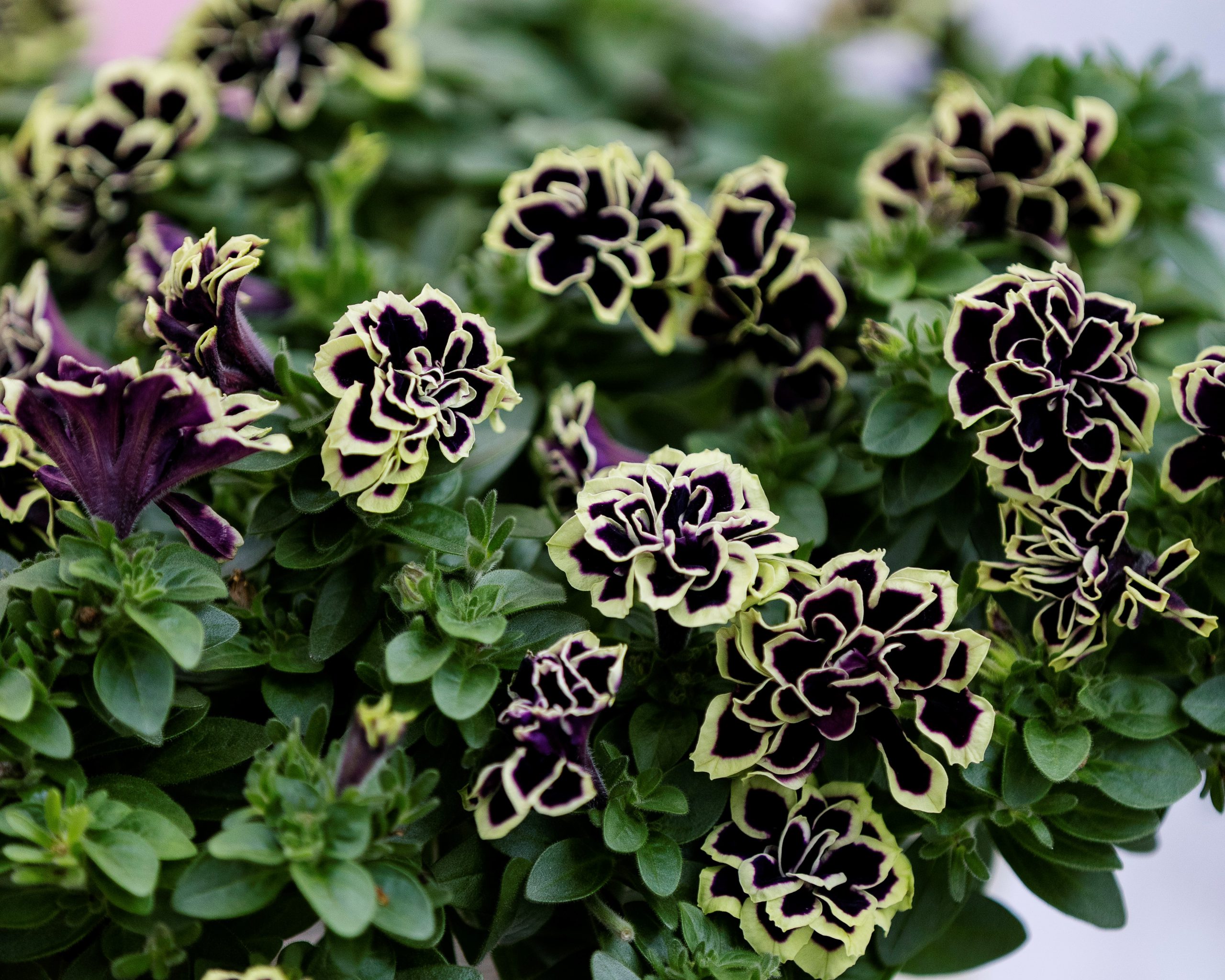 ペチュニア 花衣 エム アンド ビー フローラ