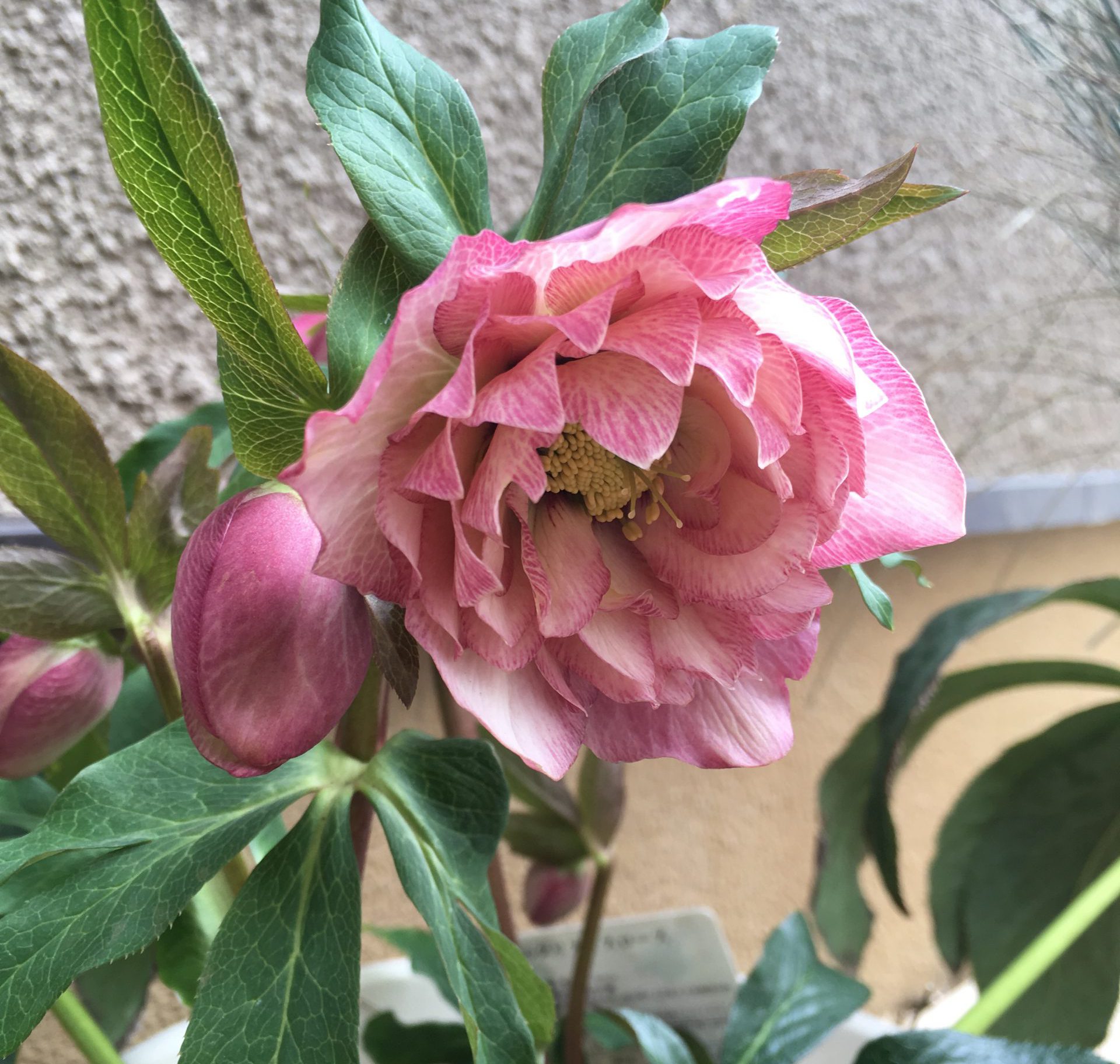 小さめ余剰苗につきお安め❣️原種の風情 クリスマスローズ