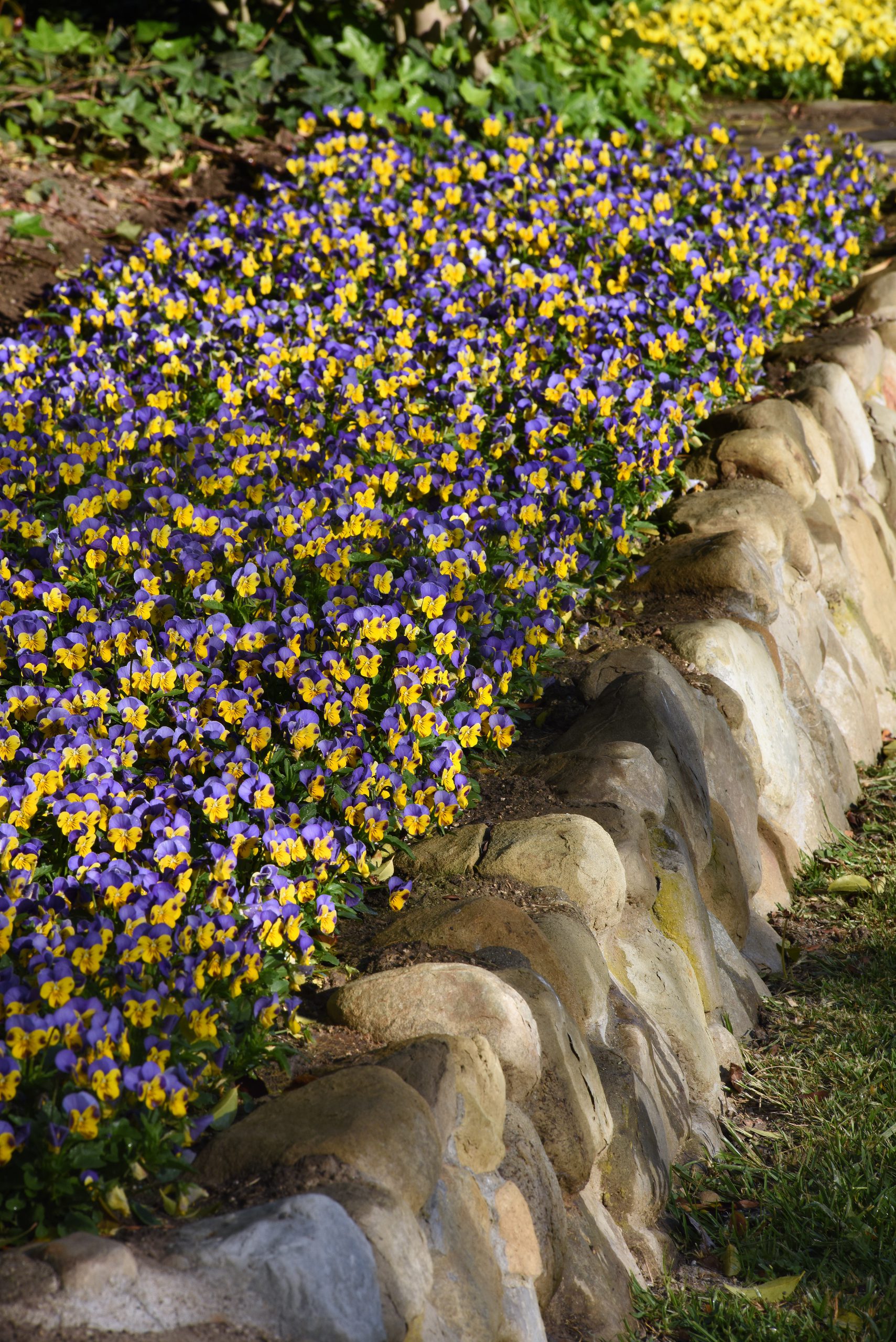 ジャパンフラワーセレクション2021 ガーデニング部門 冬春審査会